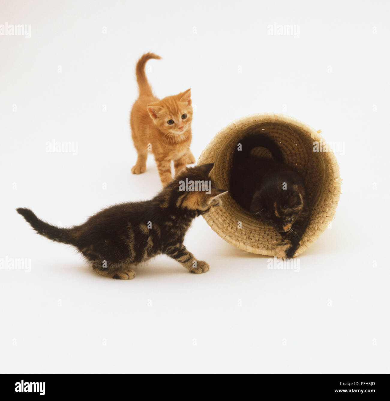 Zwei Jungtiere (Felis catus) und eine dritte, die sich aus einem gespitzt - über Korb Stockfoto