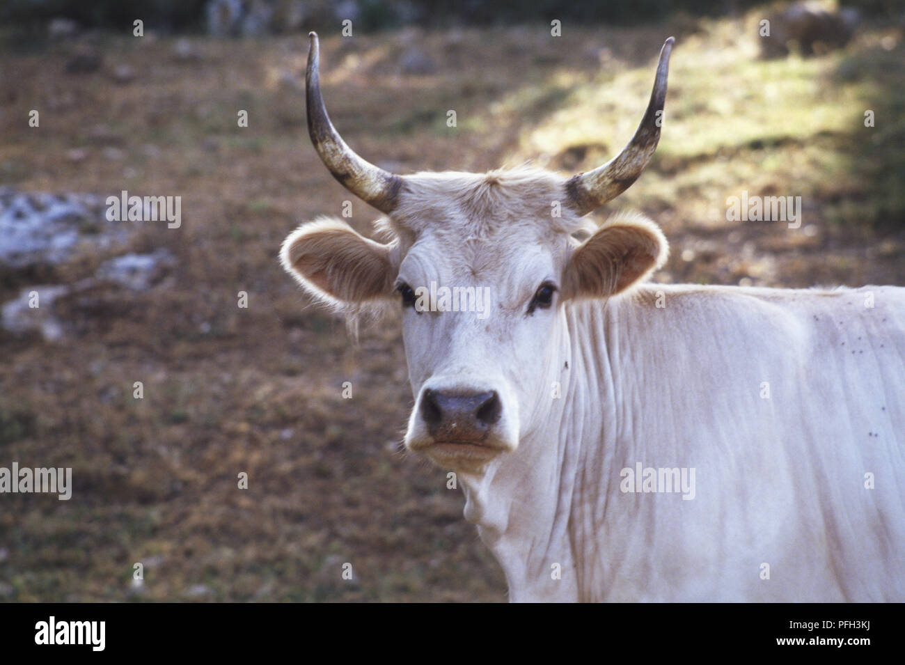 Italien, der südlichen Toskana, der Maremma Region, Kopf und Schultern eines langen weißen Maremma Rinder gehörnten, vorwärts gerichtet Stockfoto