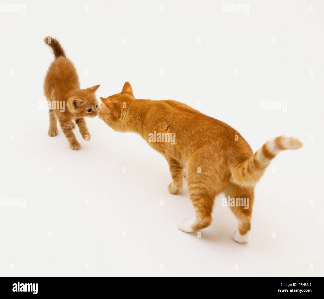 Ingwer Katze (Felis catus) und Kätzchen berühren Nasen, Seitenansicht Stockfoto