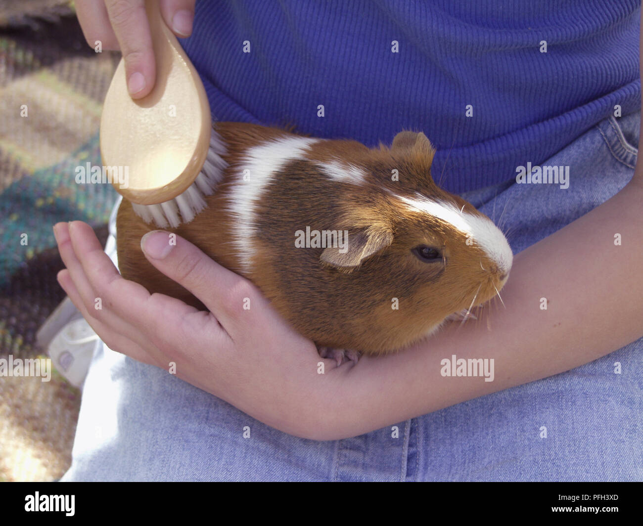 Mädchen, dass Meerschweinchen in ihrem Schoß und Bürsten ihr Fell  Stockfotografie - Alamy