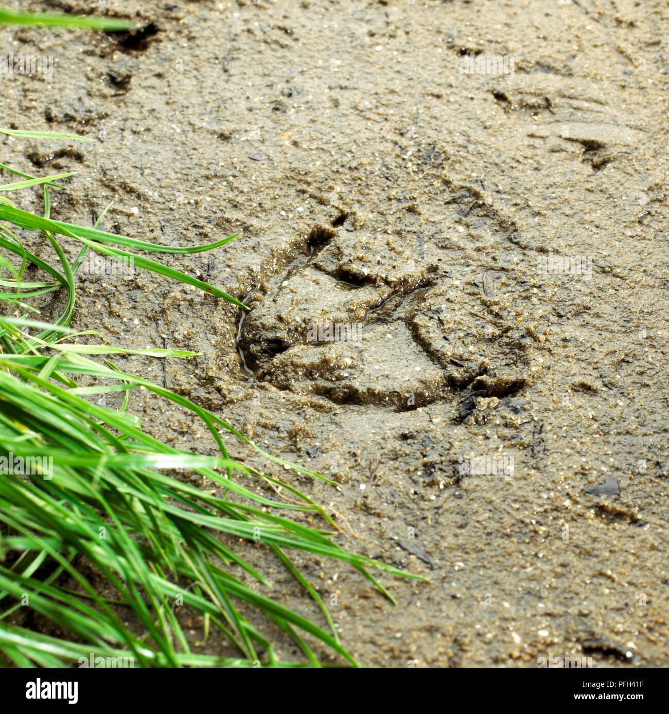 Footprint einer Ente in nassen Schlamm Stockfoto