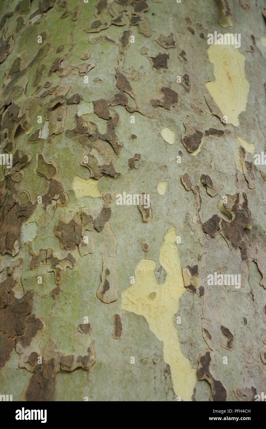 In der Nähe der Rinde der Platane Stockfoto