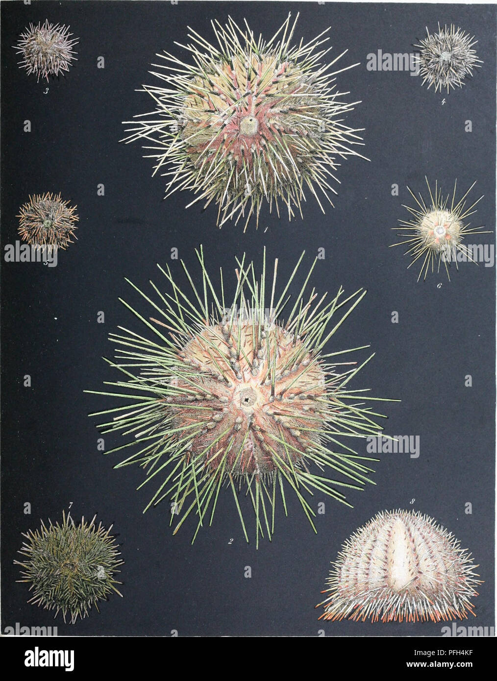 . Die dänische Ingolf-Expedition. Marine Tiere - arktischen Regionen; Wissenschaftliche Expeditionen; arktischen Regionen. /Ut/von/'/'." j'/TC/II/fff/i r/t//, /f'/A! arfrrisefi h' t/it/tot &Lt;ico/'/'af, //. Mgmon^ fj J'ntt. rs'. n^. //Â¢ (â/iifiif. s I "liiii ich Ri { ^ i I/u/r/j'J, J/:/i/n&gt;/- fjeqicn s I). w. J.&gt;. Sl/(^h-r/Hai/i i ('ft. I.s.^() F AJ J. Bitte beachten Sie, dass diese Bilder sind von der gescannten Seite Bilder, die digital für die Lesbarkeit verbessert haben mögen - Färbung und Aussehen dieser Abbildungen können nicht perfekt dem Original ähneln. extrahiert. Dänische Ingolf-Expeditio Stockfoto