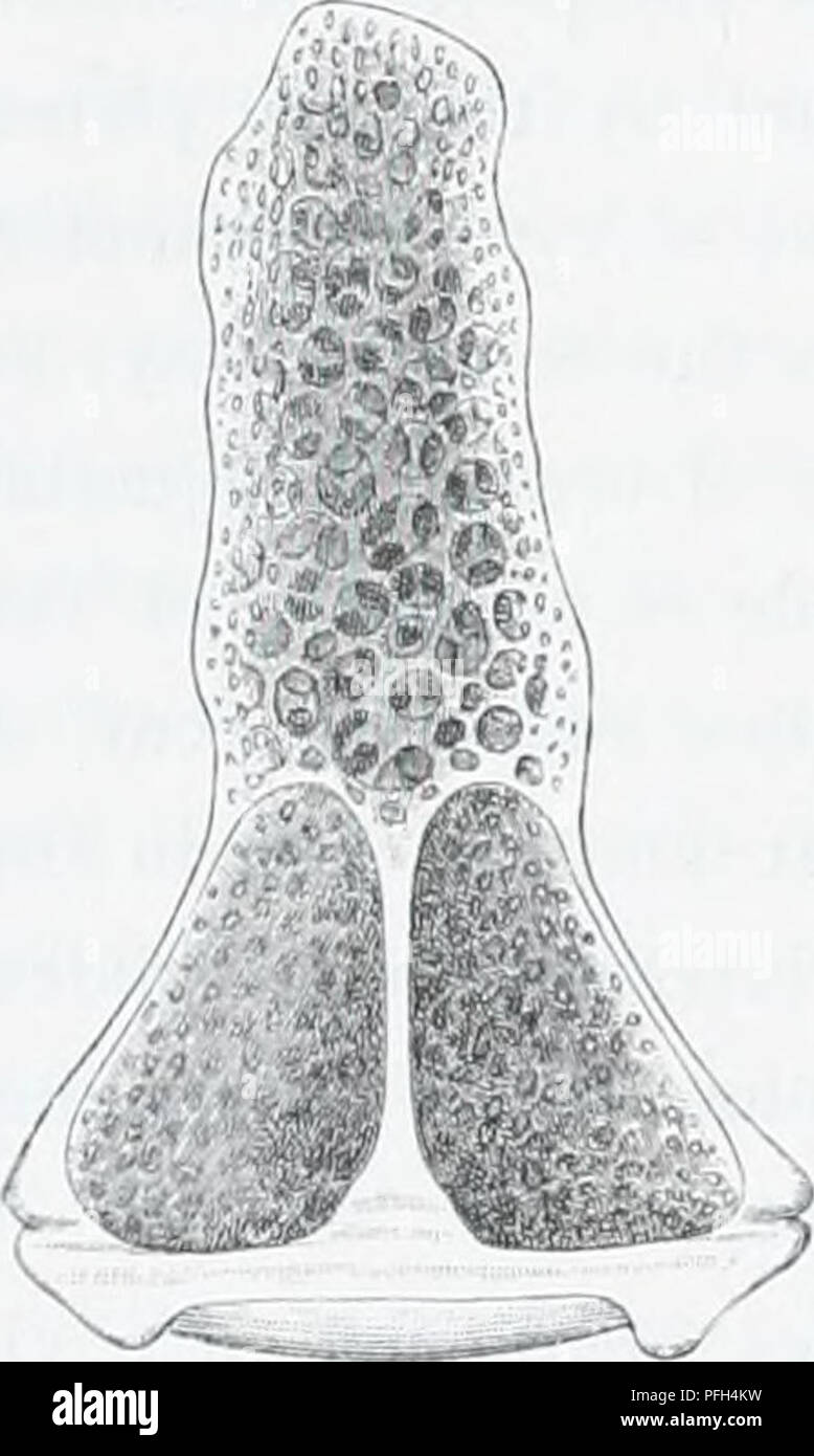 Die dänische Ingolf-Expedition erforschte Meerestiere in arktischen Regionen. Ein Studienteilnehmer war die *Echinoidea*-Klasse, insbesondere die Variation von Pedicellarien in verschiedenen Spezies. Diese Meeresbewohner weisen einzigartige Eigenschaften auf, wie z. B. unterschiedliche Klingenformen und -Strukturen, die bei ihrer Identifizierung hilfreich sind. Stockfoto