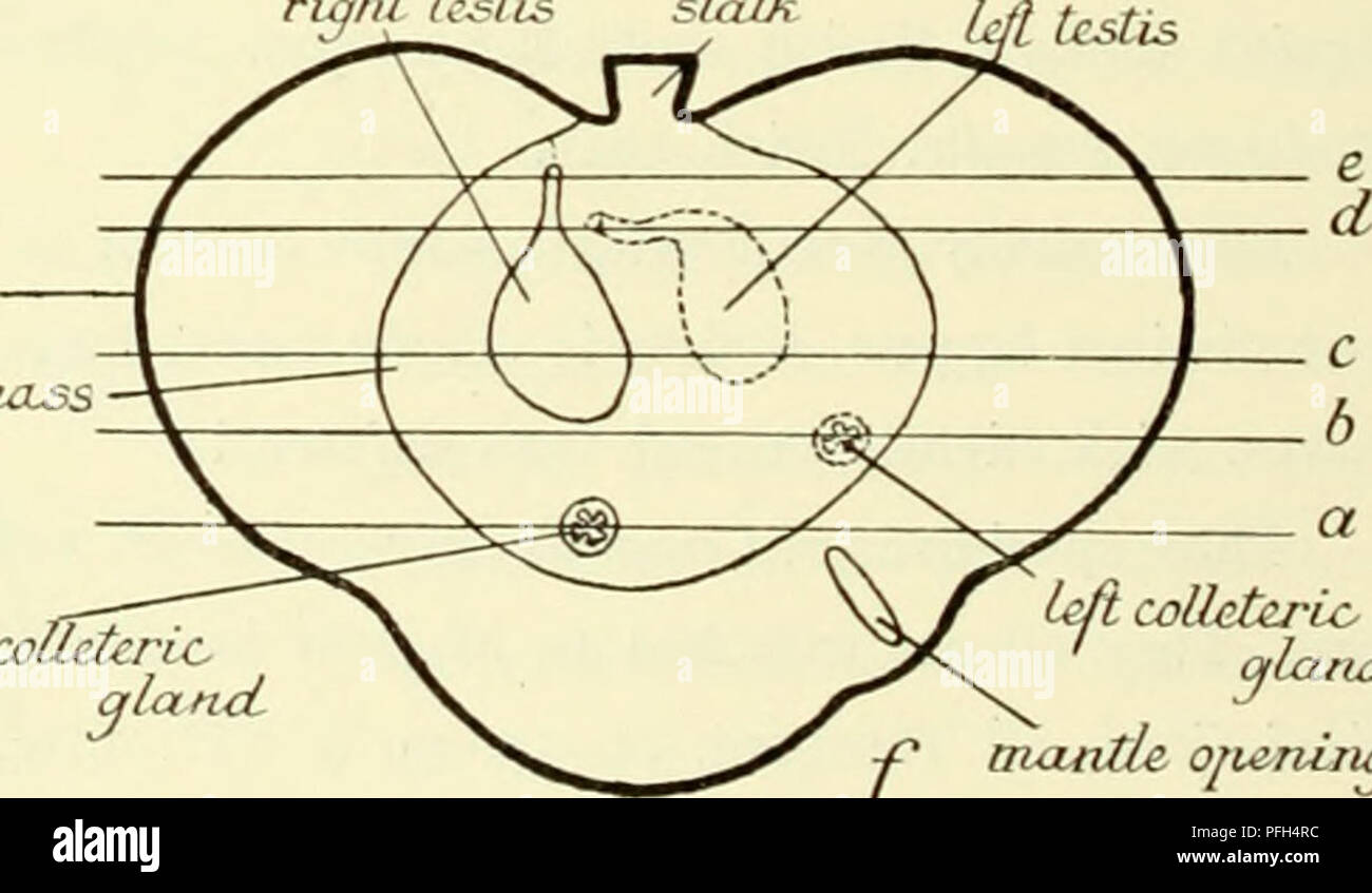 . Die dänische Ingolf-Expedition. Marine Tiere - arktischen Regionen; Wissenschaftliche Expeditionen; arktischen Regionen. riqht testis Stiel nqtil Vas deferens Monat viszeralen Masse rechts COi. Links colleteric Drüse. Â f Mantel ofieninq Abb. 10. Lernasediscus munidec, Muster abb. 8e, f) ein, Querschnitt durch den rechten colleteric Drüse, X15; b, quer Sek - tion durch den linken colleteric Drüse, X15; c, quer durch die Region, in der der rechten Hoden seine größte Breite erreicht. X 15; d. Querschnitt in der Nachbarschaft von der linken männlichen Genitale öffnen, X15; e, quer se Stockfoto