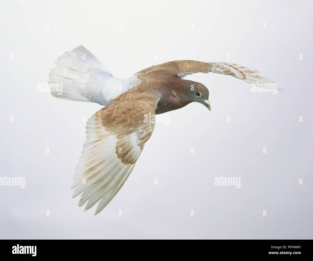 Tauben (Columbidae) im Flug, Flügel ausgestreckt, hohe Betrachtungswinkel Stockfoto