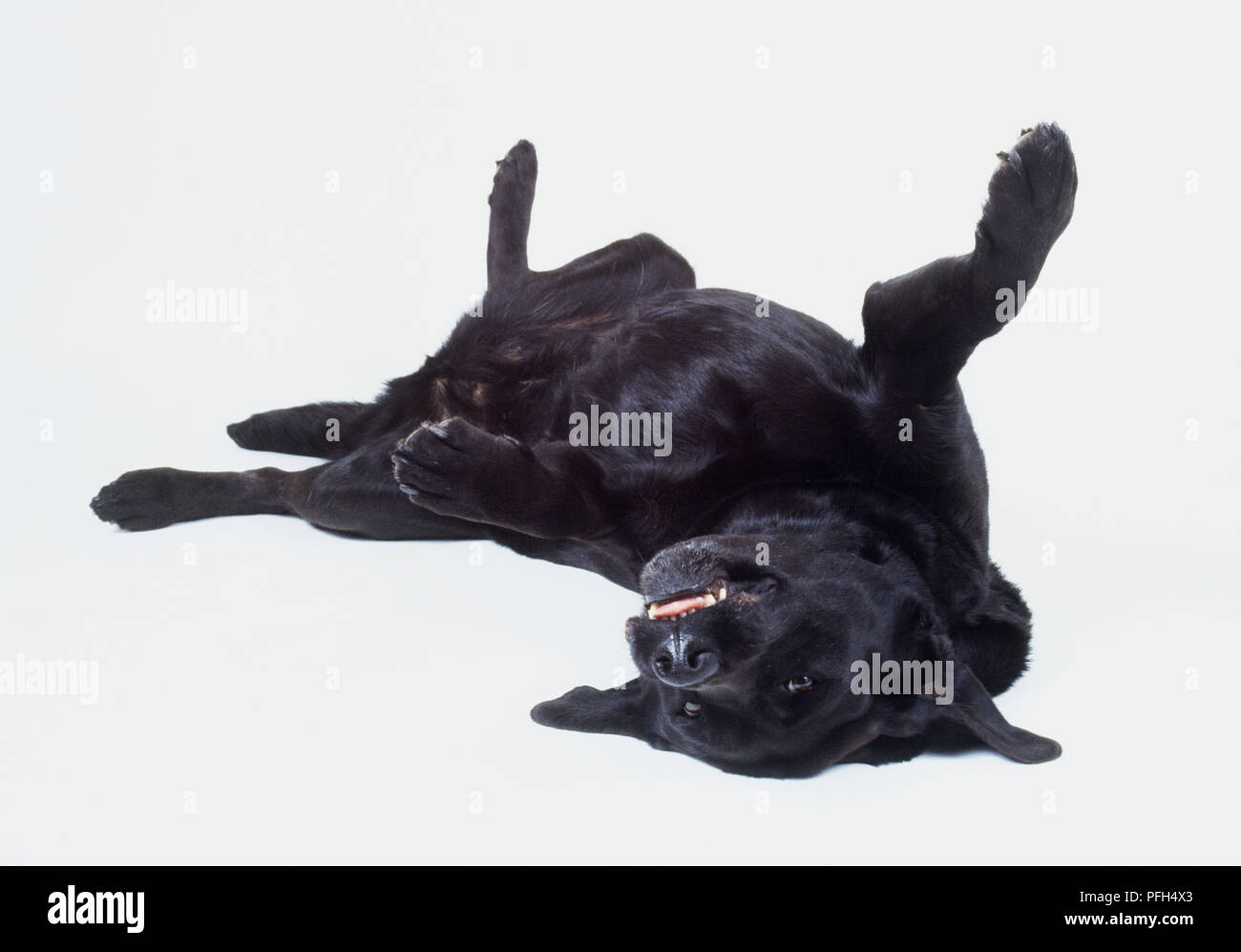 Schwarzer Labrador Retriever Hund (Canis familiaris) liegen auf dem Rücken und mit den
