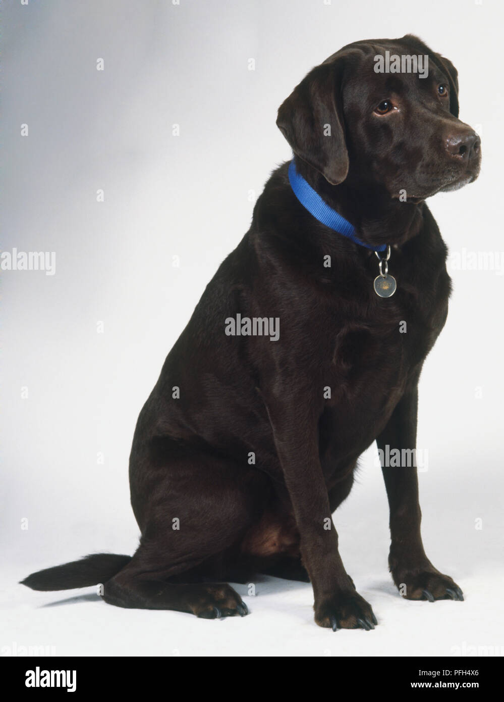 Sitzung schwarzer Labrador Retriever Hund (Canis familiaris) trägt ein blaues Halsband, Seitenansicht Stockfoto
