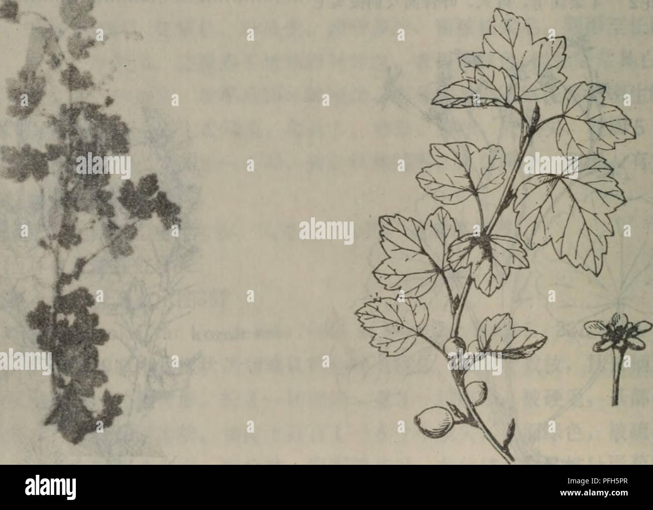 In dieser botanischen Studie wird die *Ribes fasciculatum* var. *Chinense*, eine Art, die in Ostasien beheimatet ist. Die Beschreibung umfasst die Morphologie, den Lebensraum und die taxonomische Klassifizierung innerhalb der Gattung *Ribes*, die für ihre essbaren Beeren und verschiedenen Formen bekannt ist. Stockfoto