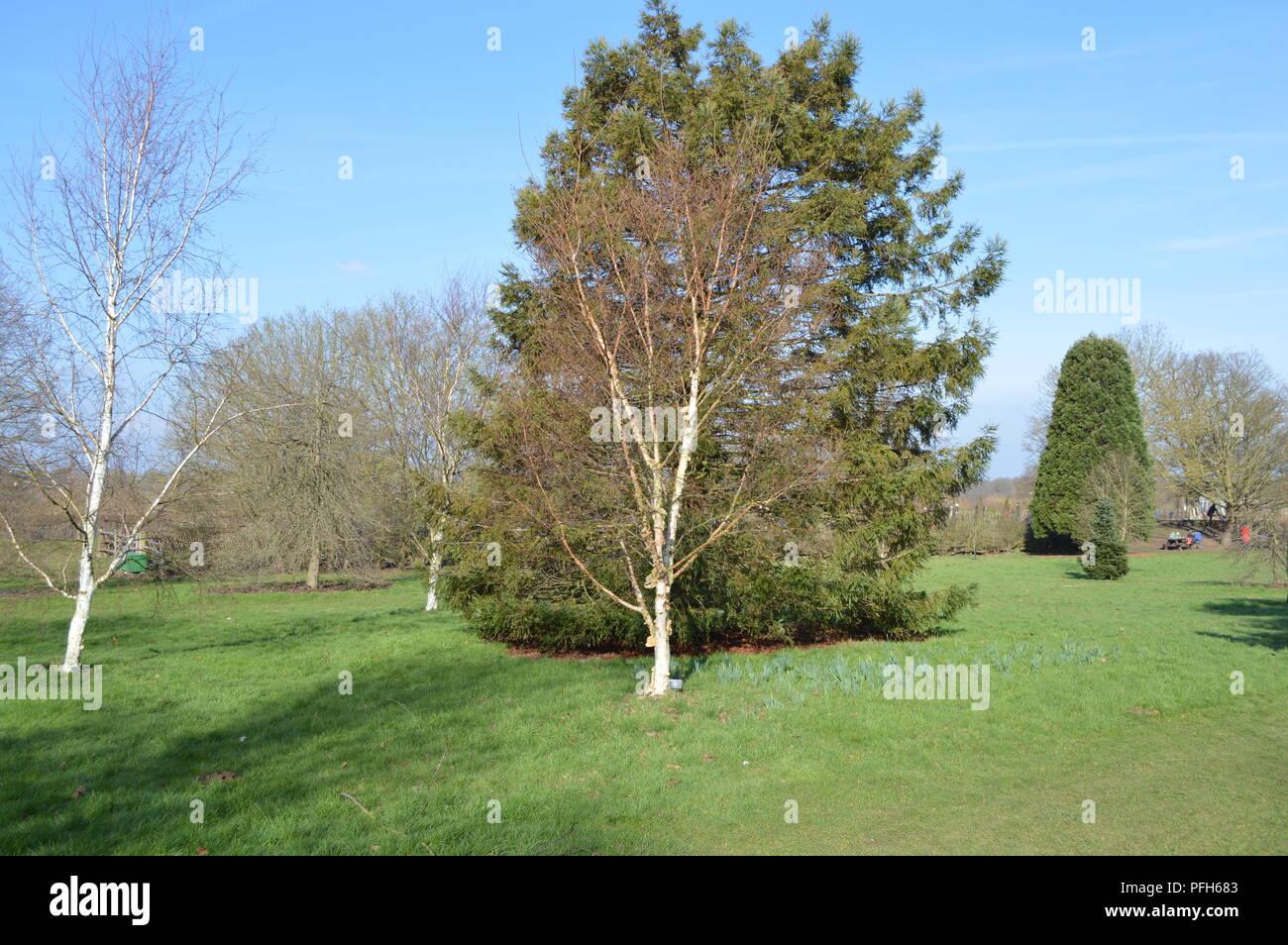 Betula ermanii Stockfoto