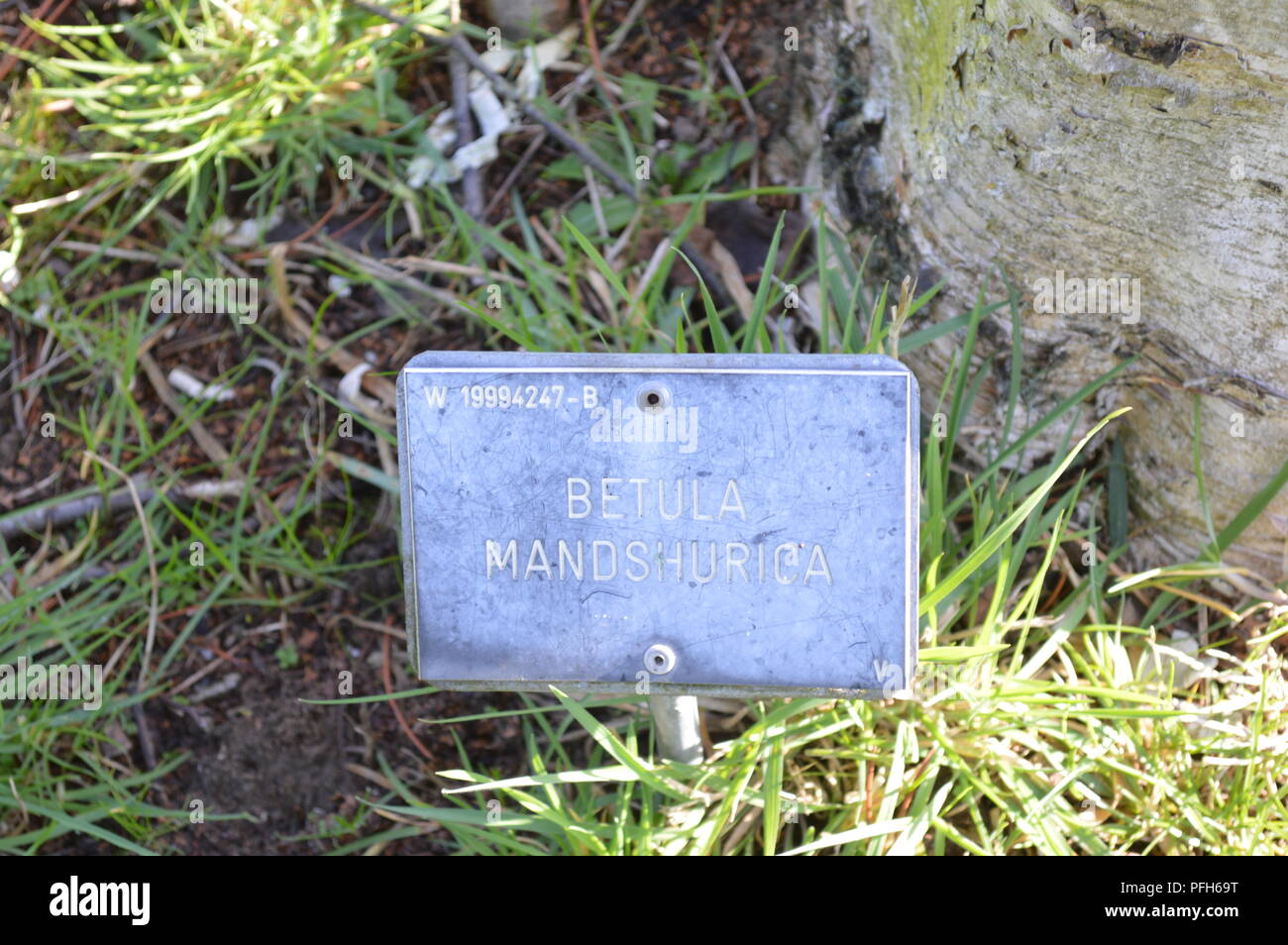 Betula utilis var jacquemontii silver shadow Stockfoto