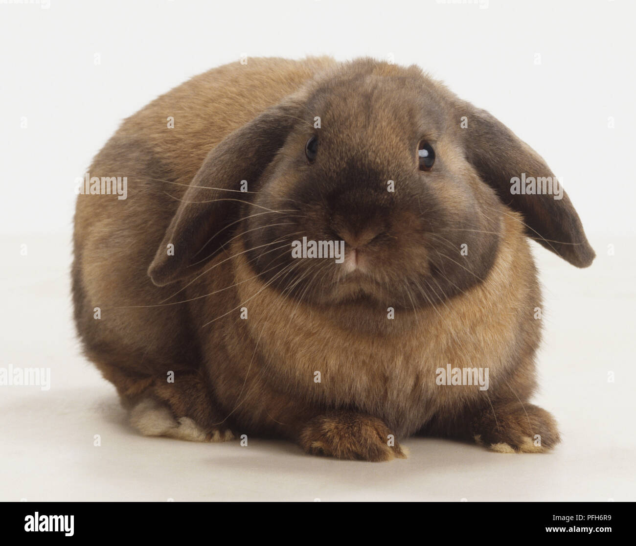 Braun lop-eared Rabbit (Oryctolagus cuniculus) nach vorne Stockfoto