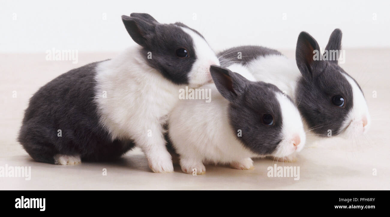 Drei grauen und weißen Holländer Kaninchen Jungtiere (Oryctolagus cuniculus) gepresst zusammen, Seitenansicht Stockfoto