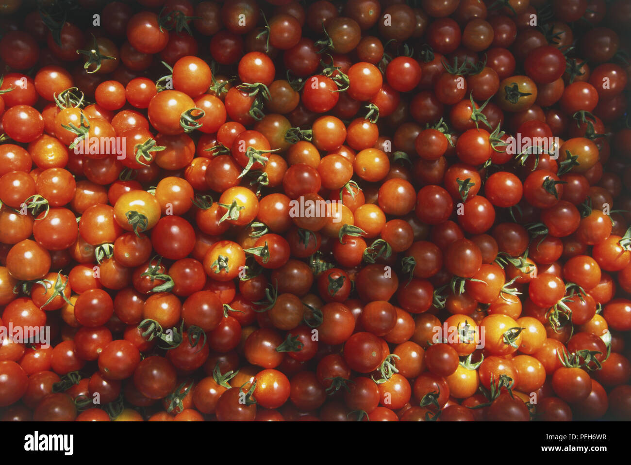 Teppich von Cherry Tomaten in der Sonne, Ansicht von oben Stockfoto