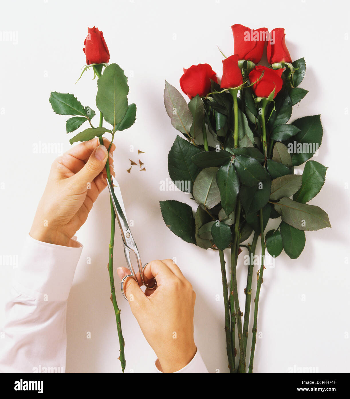 Person mit einer Schere Dornen aus roten Rosen zu entfernen. Stockfoto