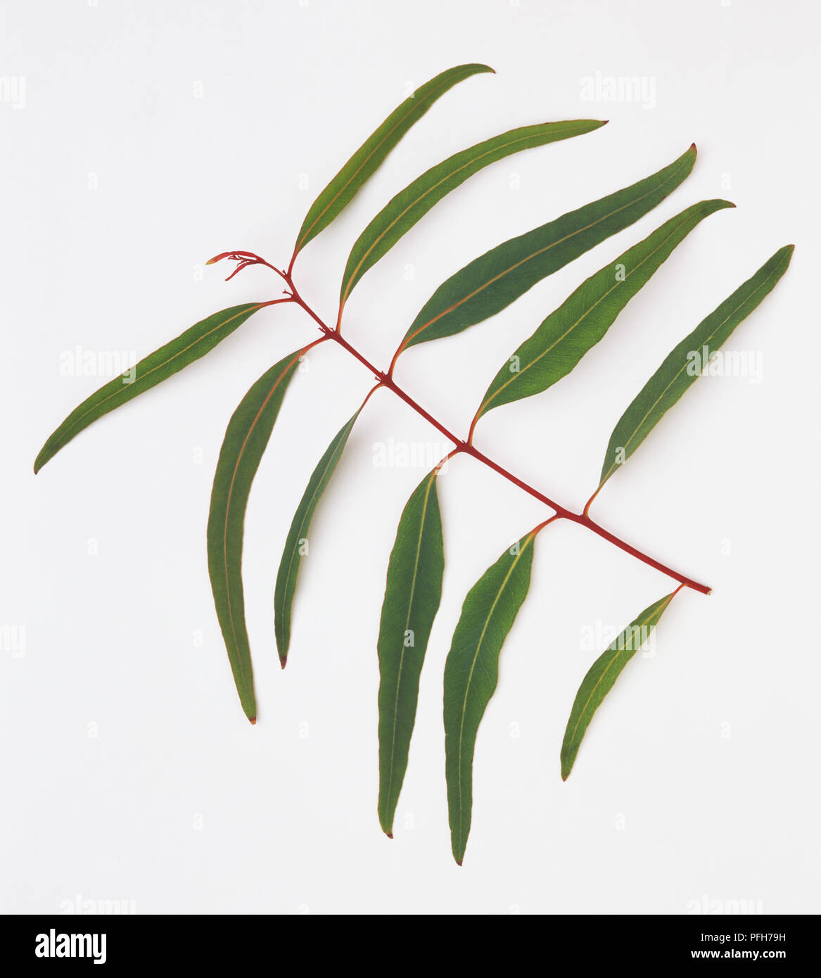 Eucalyptus sideroxylon, Blätter Stockfoto