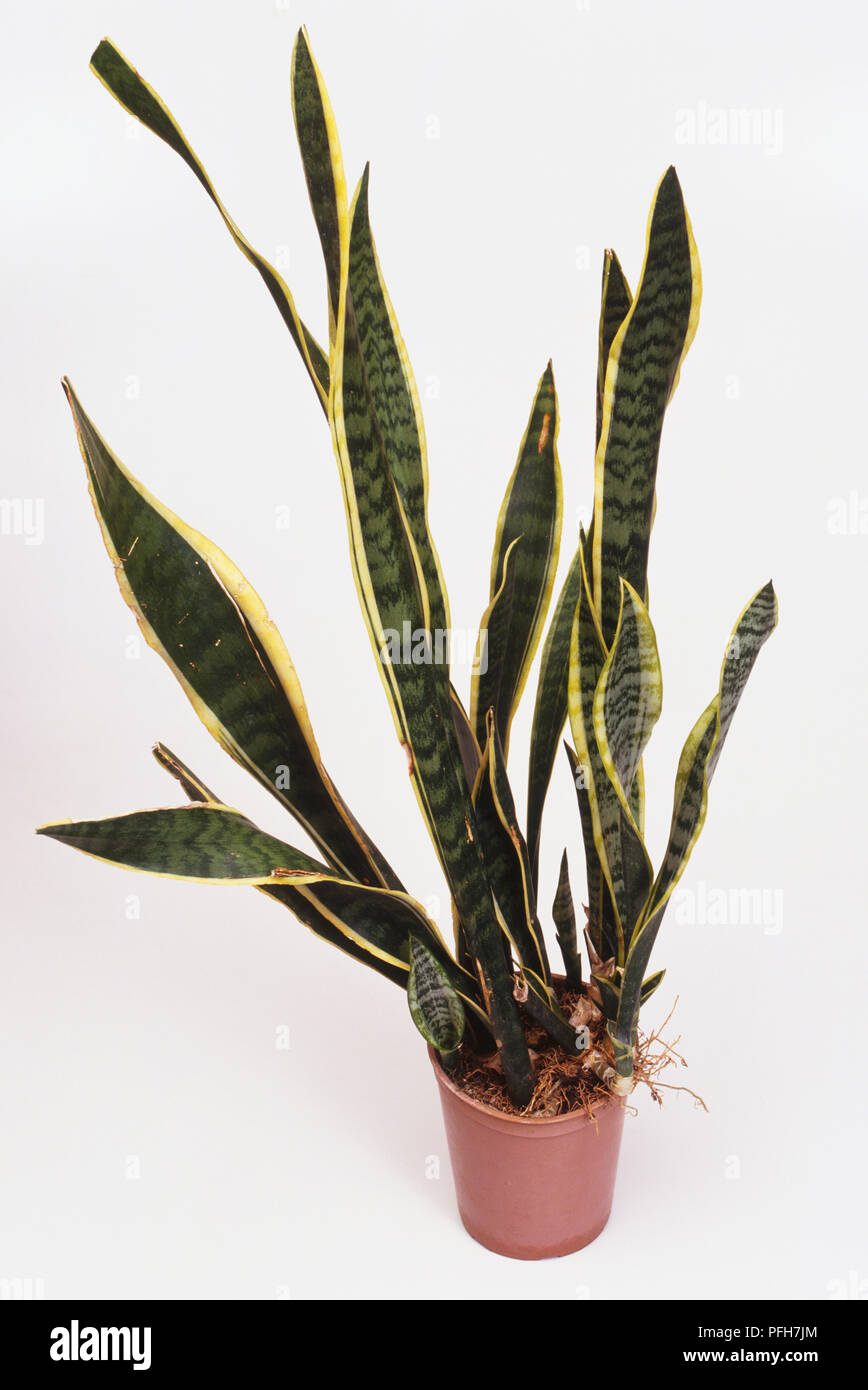 Sansevieria trifasciata 'Laurentii', Zimmerpflanze, die lange grne Bltter  mit gelben Rand Stockfotografie - Alamy