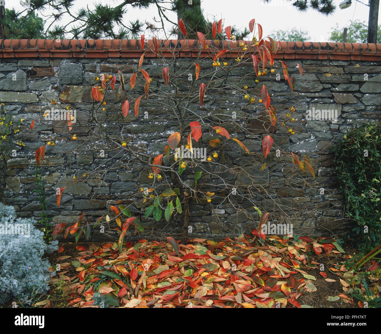 Rote Blätter im Herbst auf einem Baum und auf dem Boden vor Garten Wand Stockfoto