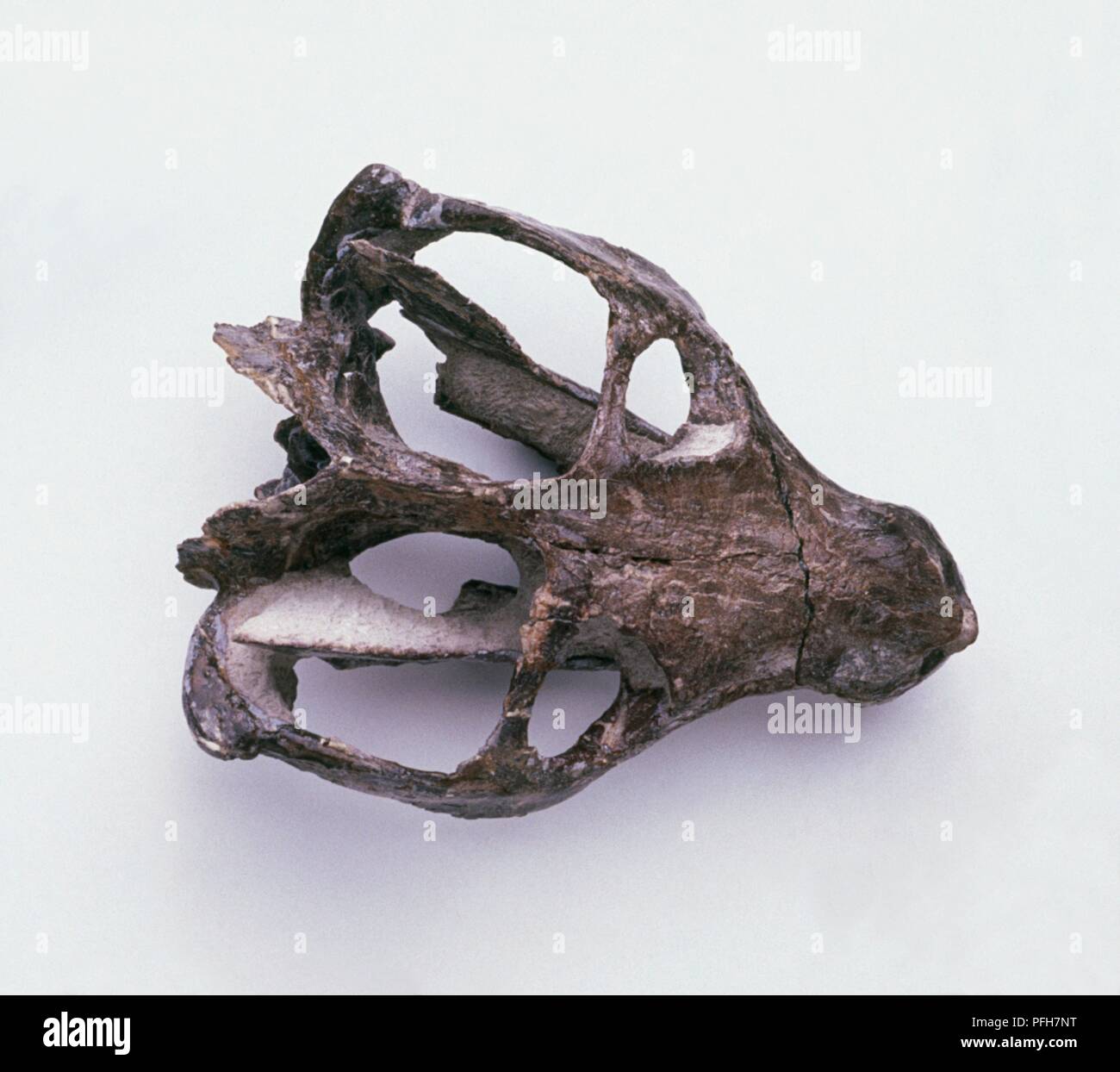 Schädel von Massetognathus, Mitte - Trias Stockfoto