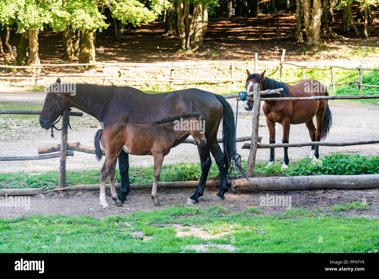 Drei Pferde in Stallungen zwei Erwachsene und ein Colt ruhige Szene Stockfoto