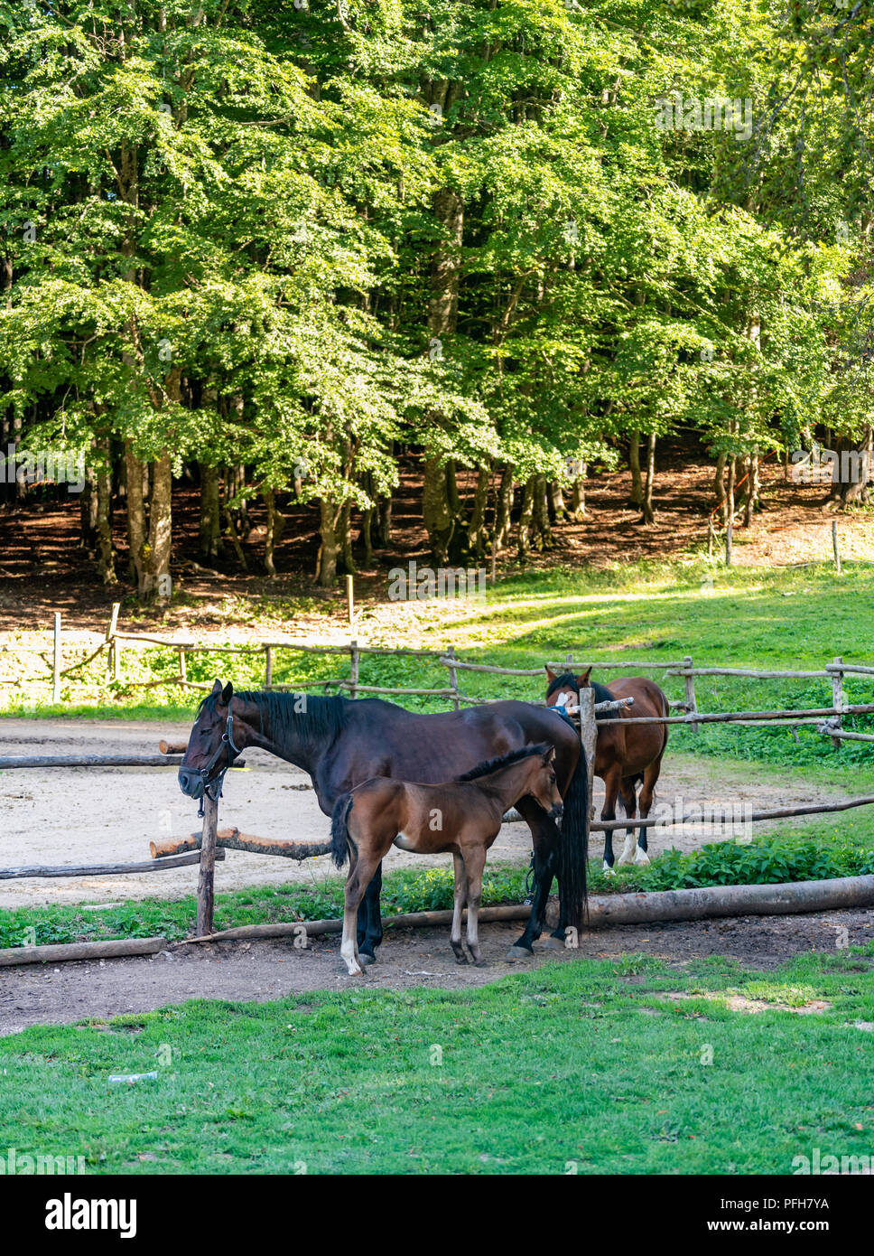 Drei Pferde in Stallungen zwei Erwachsene und ein Colt ruhige Szene, Wald im Hintergrund Stockfoto
