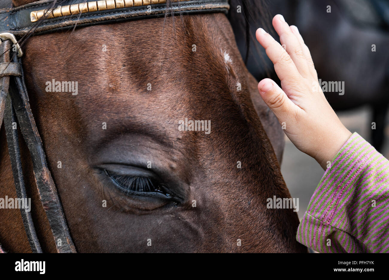 Nahaufnahme des menschlichen kid Hand berühren und streicheln Pferd Schnauze Stockfoto