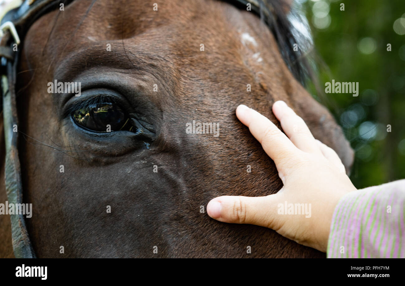 Nahaufnahme des menschlichen kid Hand streichelt Pferd Schnauze Stockfoto