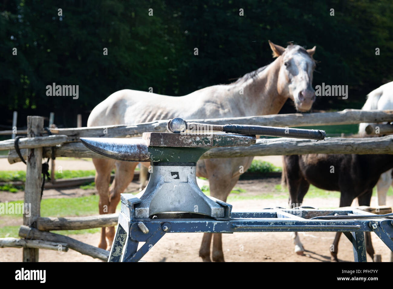 In der Nähe von alten retro Amboss und Hammer, Pferd beschlagen, Tier unscharf im Hintergrund Stockfoto