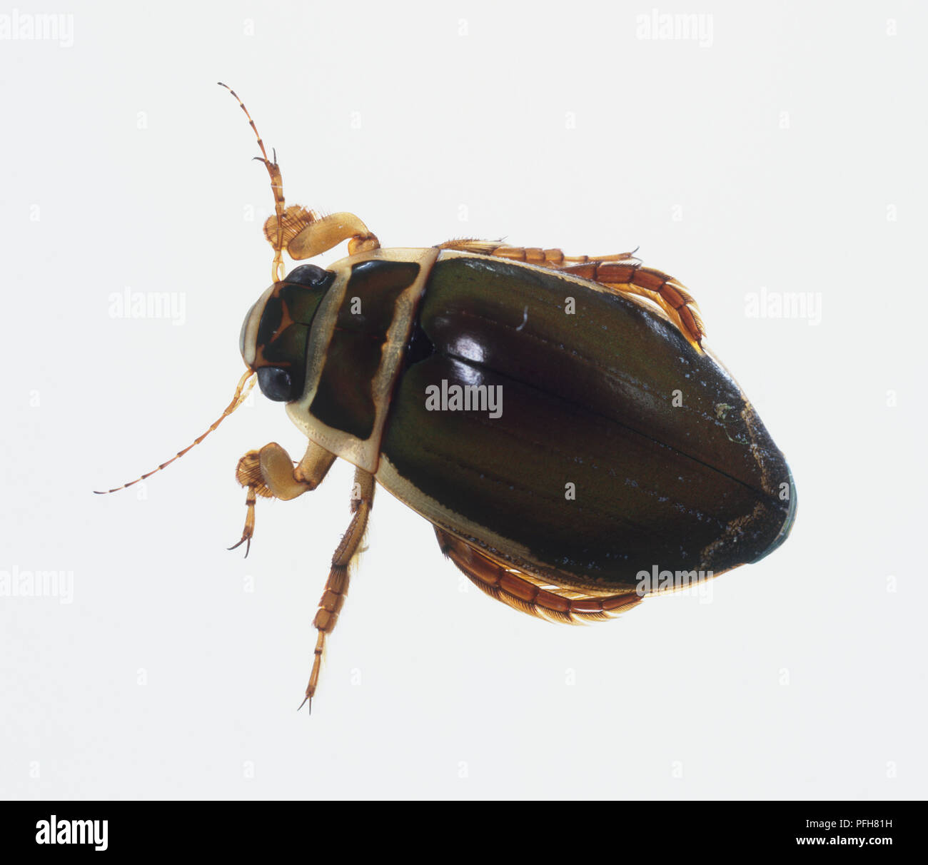 Tolles Tauchen Käfer (Dytiscus Marginalis), Ansicht von oben Stockfoto