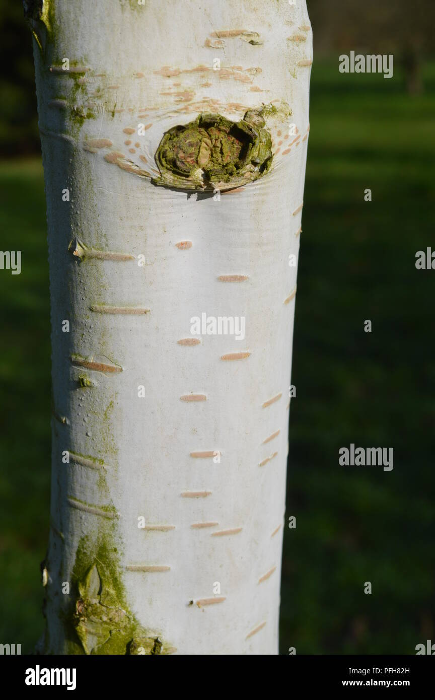 Betula utilis var jacquemontii doorenbos Stockfotografie Alamy