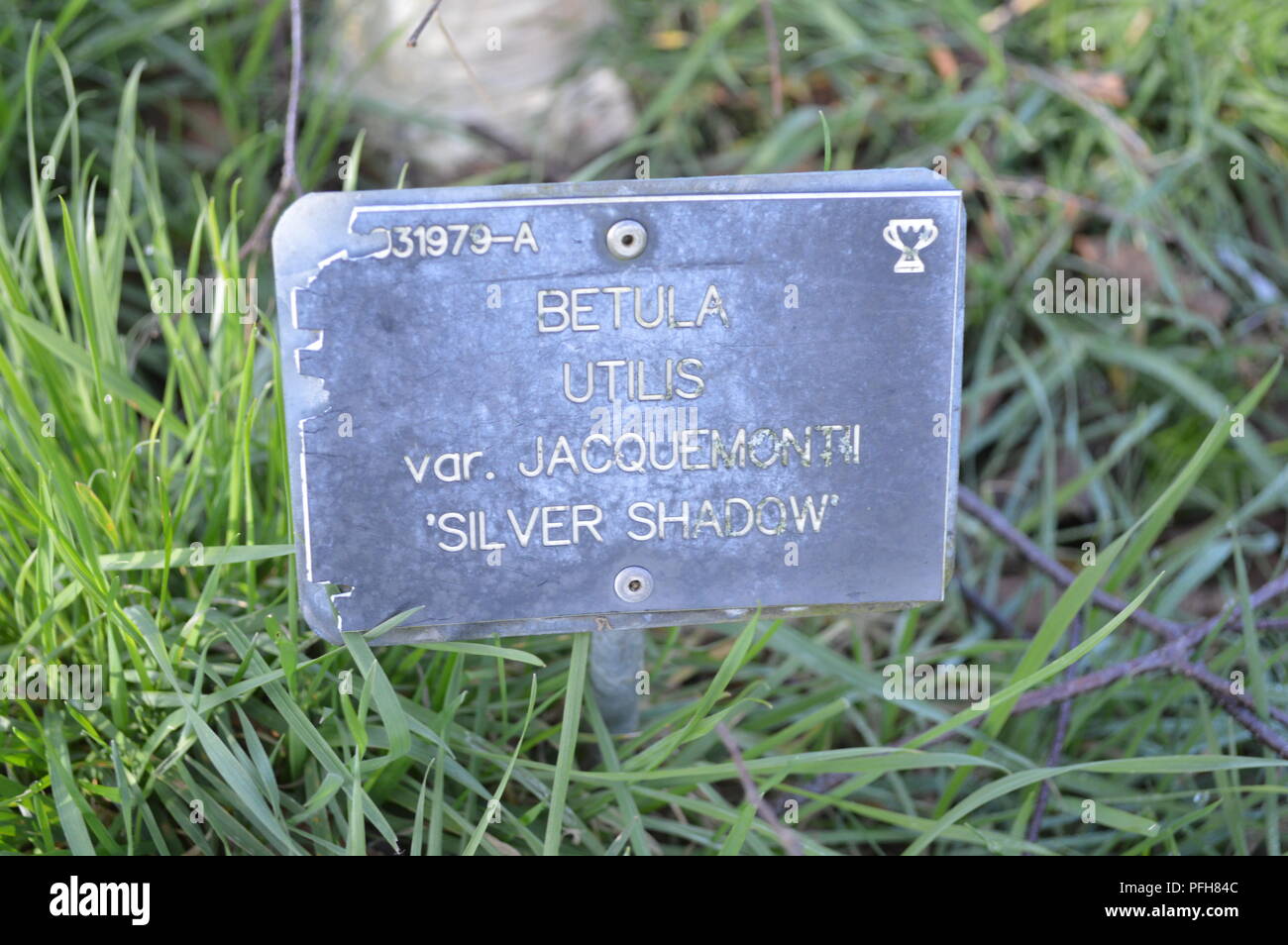 Betula utilis var jacquemontii silver shadow Stockfoto