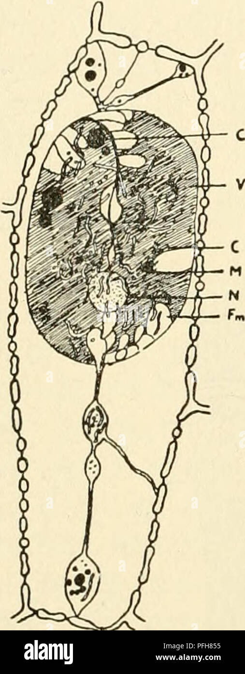 . Das zytoplasma der pflanzlichen Zelle. Pflanzliche Zellen und Gewebe; Protoplasma. Guilliermond - Atkinson - 210 - Zytoplasma eine Tendenz zur Sicherung in großen Kügelchen, während das Substrat der plastiden an eine große Anzahl von kleinen Körnchen, die schon bald verschwinden wird reduziert. Gleichzeitig wird die chondriosomes Anschwellen und vesikuläre geworden, ebenso wie die Lipide Granulat. Schließlich gibt es im Zytoplasma bestehen nur große Lipide Globuli, produziert durch die Desorganisation der Plastiden. In der Chlorophyll-, die Gewebe, diese Kügelchen grün angezeigt und in den Zellen umgebenden xanthophyll sie gelb erscheinen, die PIGMEN Stockfoto