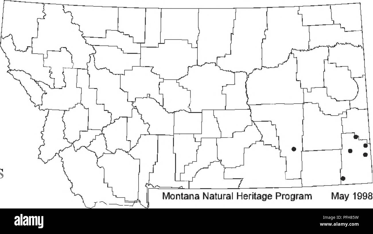 . Botanische und Vegetation Umfrage von Carter County, Montana, Büro für Landmanagement - verabreicht. Botanik; seltener Pflanzen. Asclepias stenophylla A. Grau NARROWLE AF SEIDENPFLANZE Seidenpflanze Familie (asclepiadaceae) ERHALTUNGSZUSTAND US-Fisch und Wildlife Service: Keine. Büro des Land-Managements: Ansehen. Montana natürlichen Erbes Programm: G4 G5 SI; die Arten können nachweislich sichere in ihrer gesamten Bandbreite, kann aber kritisch in Montana, wo es extrem selten gefährdet werden. Beschreibung: Schmal-leaved Seidenpflanze ist eine mehrjährige Kraut, wächst von einem Stout unterirdischen Wurzelstock. Die Stämme, die in der Regel Stockfoto