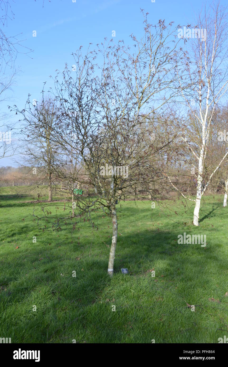 Betula utilis var jacquemontii silver shadow Stockfoto