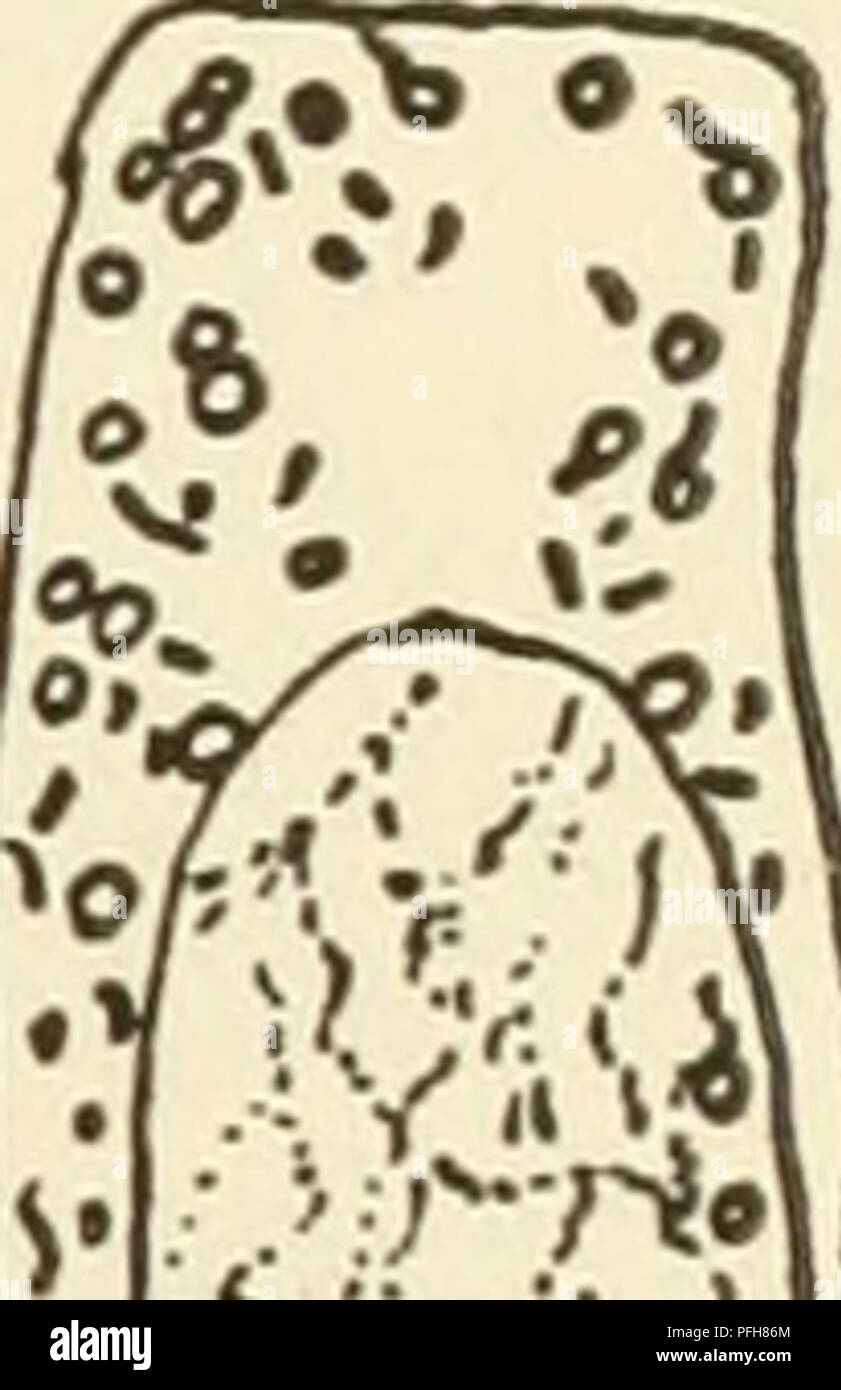 . Das zytoplasma der pflanzlichen Zelle. Pflanzliche Zellen und Gewebe; Protoplasma. M. Bitte beachten Sie, dass diese Bilder sind von der gescannten Seite Bilder, die digital für die Lesbarkeit verbessert haben mögen - Färbung und Aussehen dieser Abbildungen können nicht perfekt dem Original ähneln. extrahiert. Guilliermond, Alexandre, 1876; Atkinson, Lenette kann Rogers, 1899 -. Waltham, Mass., Chronica Botanica Company Stockfoto