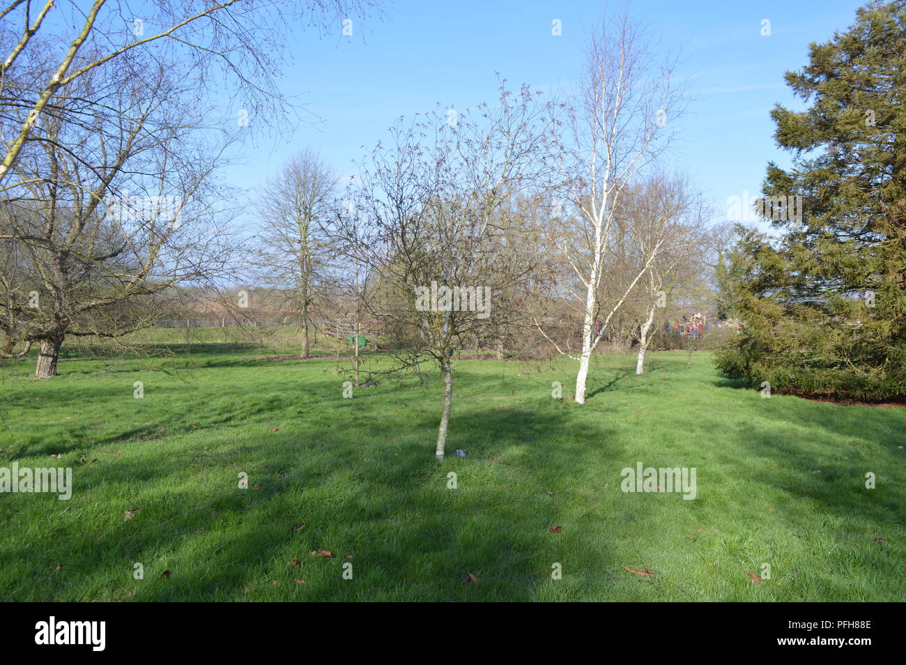 Betula utilis var jacquemontii silver shadow Stockfoto