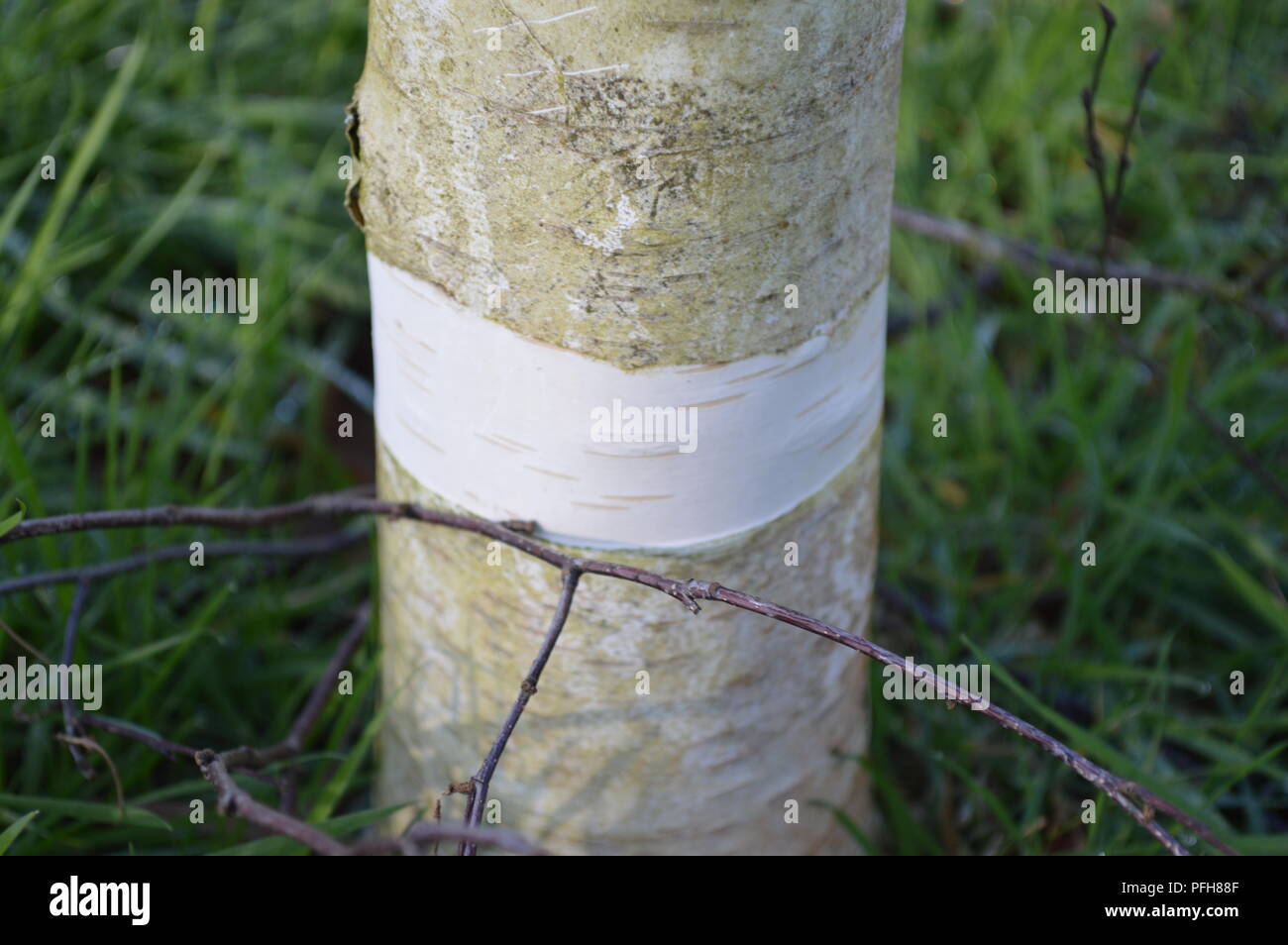 Betula utilis var jacquemontii silver shadow Stockfoto