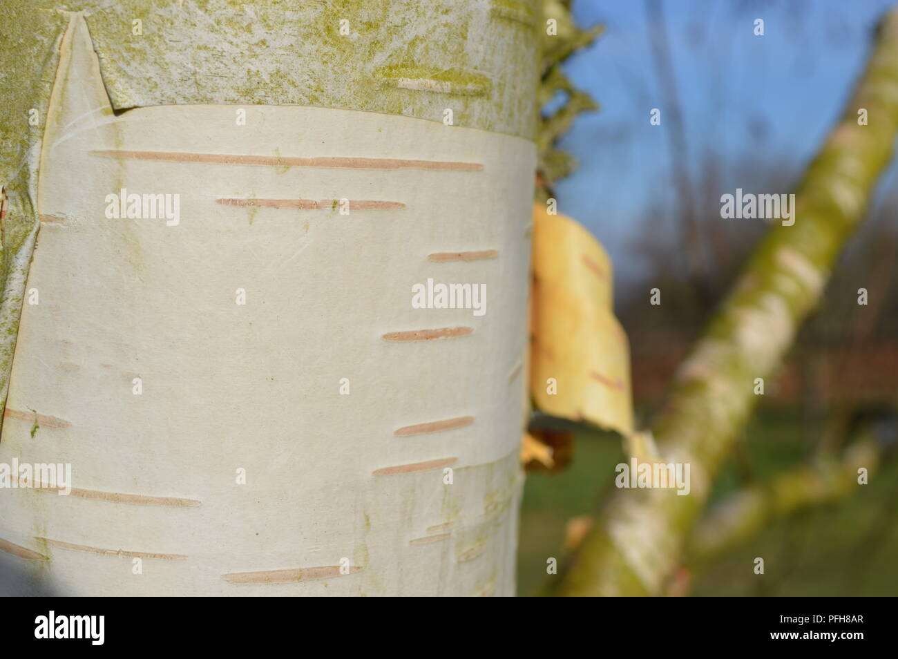 Betula utilis var jacquemontii silver shadow Stockfoto