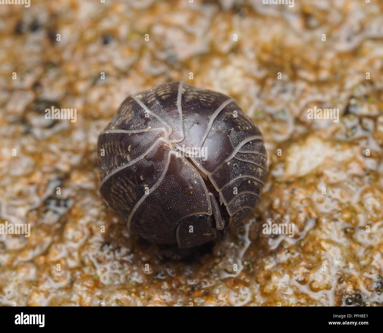 Pille Woodlouse (Armadillidium vulgare) rollte sich in Verteidigungsposition auf dem Boden. Tipperary, Irland Stockfoto