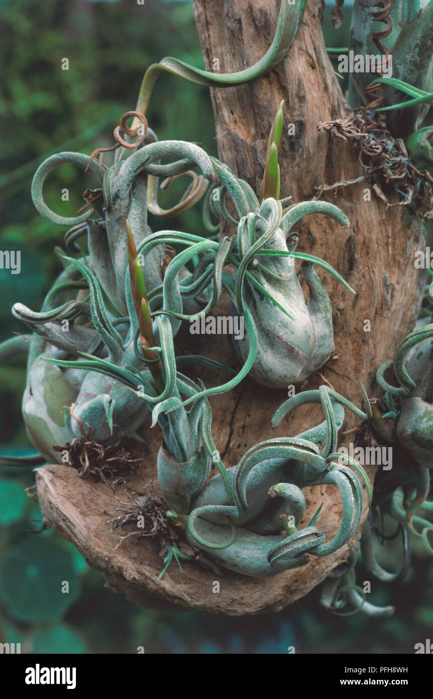 Wirbelnde Luft Pflanze, Tillandsia caput-medusae. Stockfoto