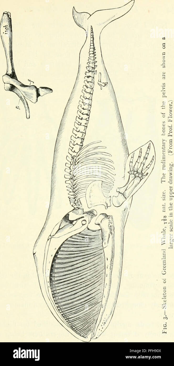 Darwin Darwinian Stockfotos und bilder Kaufen Alamy
