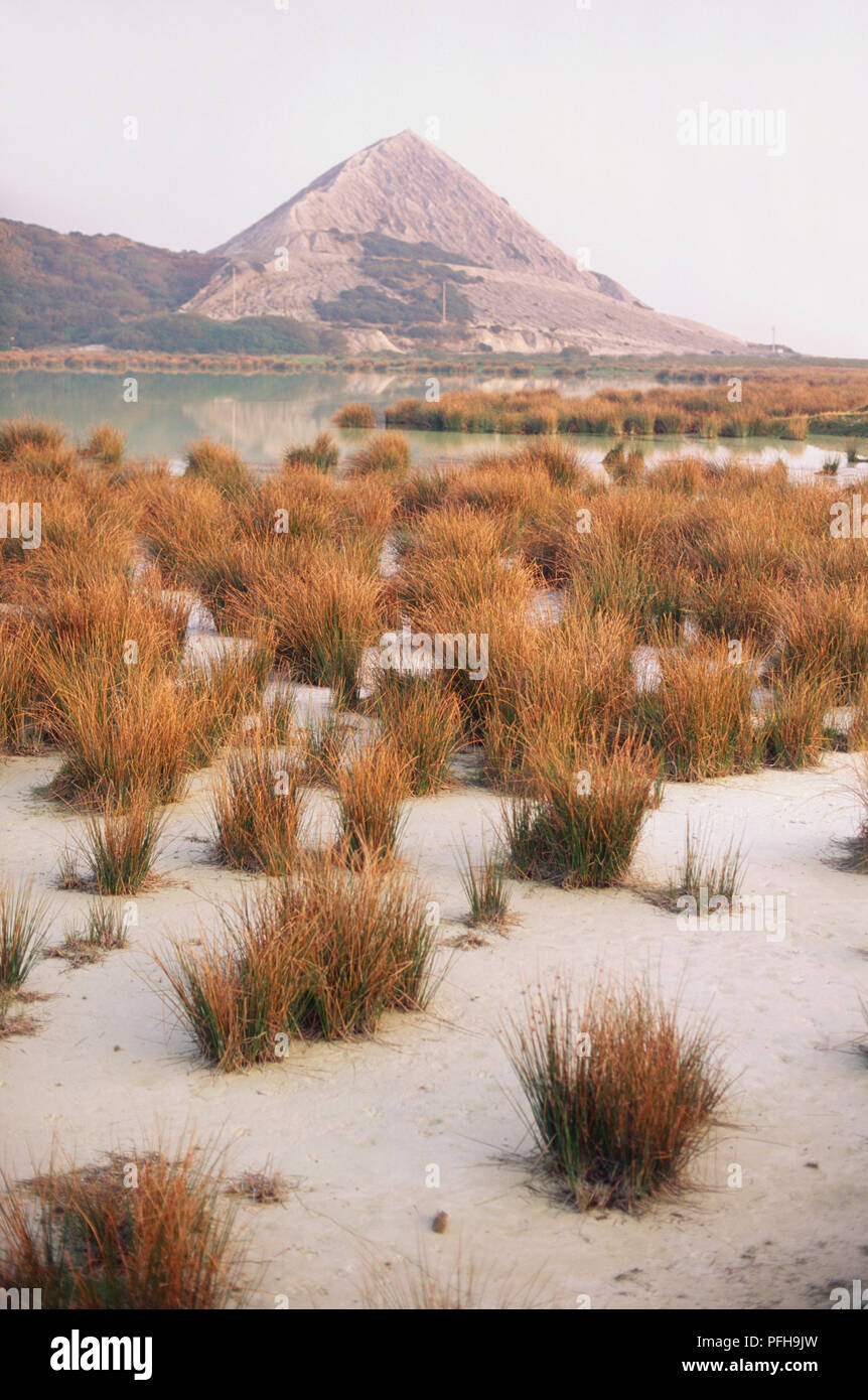 England, Cornwall, die cornisch Alpen, China - Ton verwöhnen Tipps, nördlich von St. Austell. Einzigartige scrub Vegetation. Stockfoto