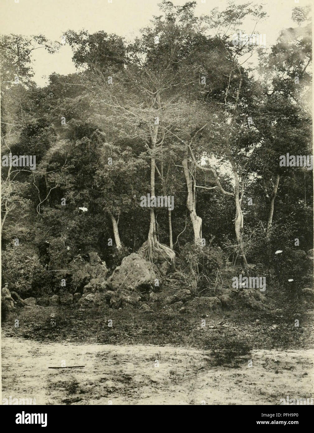 . Dans la Grande forêt de l'Afrique Centrale. Mon voyage au Congo et à la Mongala en 1896. Botanik. PI. 17.. Arbres Croissants sur les Rocs près de Msuata.. Bitte beachten Sie, dass diese Bilder sind von der gescannten Seite Bilder, die digital für die Lesbarkeit verbessert haben mögen - Färbung und Aussehen dieser Abbildungen können nicht perfekt dem Original ähneln. extrahiert. Thonner, Franz, 1863; L'Huillier, Henriette. Bruxelles: Société belge de librairie Stockfoto