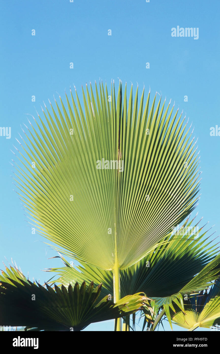 Pritchardia gaudichaudii, große, grüne Blätter von tropischen Palmen gegen den blauen Himmel eingestellt Stockfoto