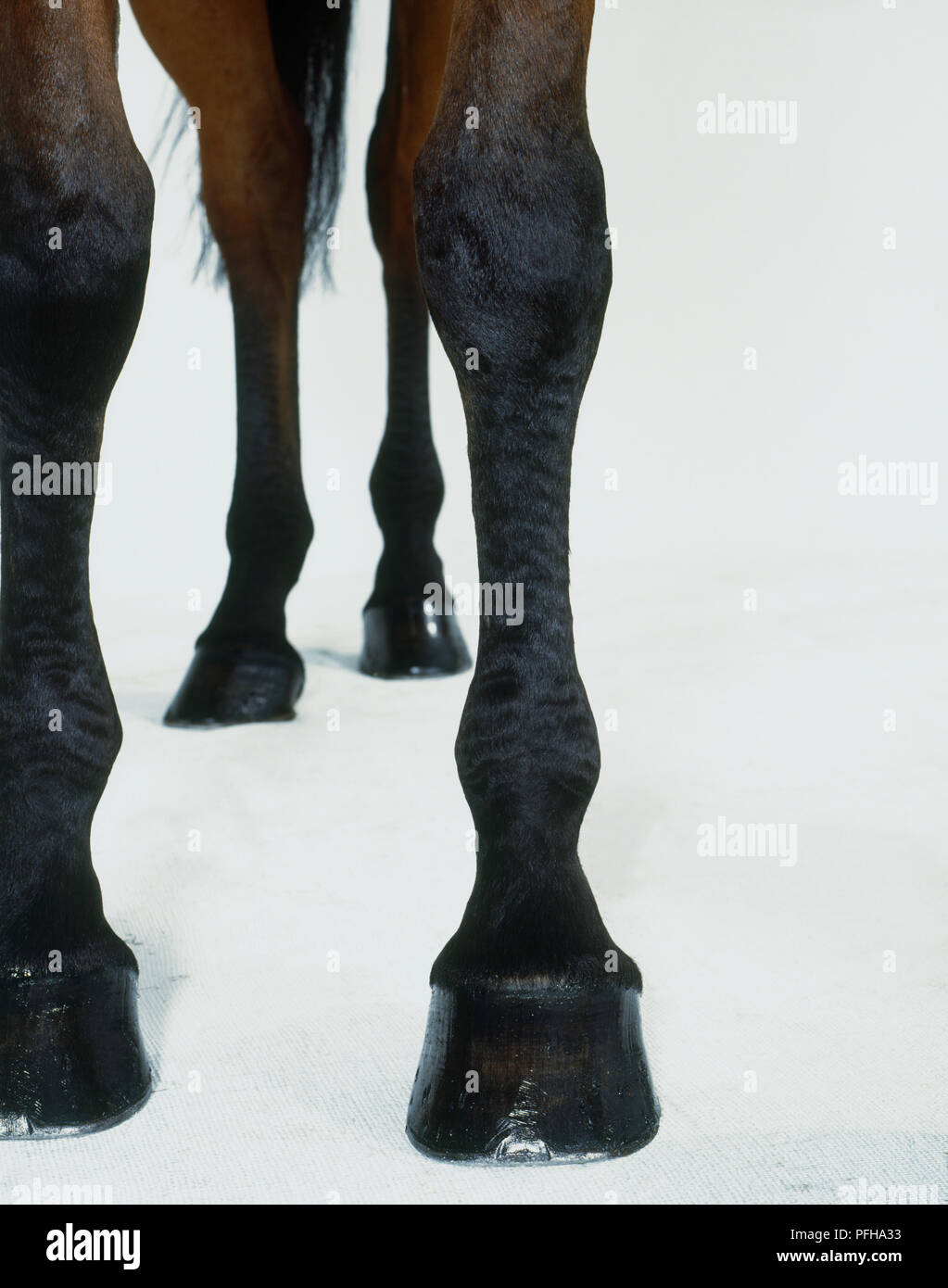 Hufen und Beine von schwarzen und braunen Pferd, close-up Stockfoto