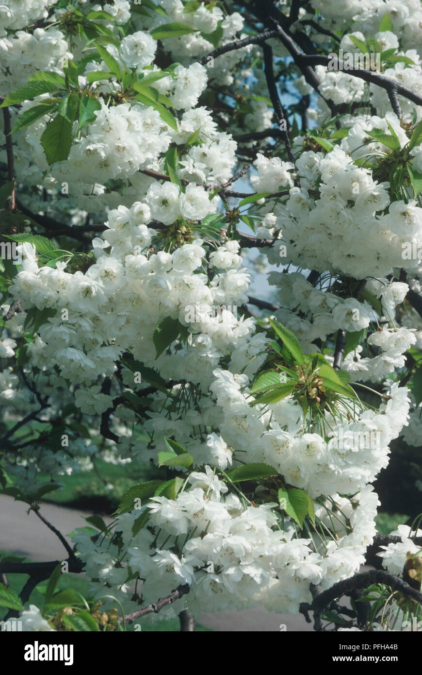Prunus avium 'Plena' (Gean, Wild Cherry), Überfluß an weiße Blüten am Baum Stockfoto