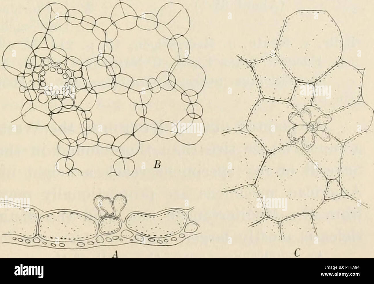 . Dansk botanisk arkiv. Pflanzen, Pflanzen-- Dänemark. Abb. 385. Chrysymenia pyriformis Børgs. Ein wenig Magni-Fied (ca. 1 V4: 1). Diese kortikalen Schicht hinterlässt einen Platz in der Mitte des großen Zellen, während in älteren Vesikel die kortikale Zellen sie sehr oft vollständig abdecken. Die Wand der Vesikel ist über 90 // dick. Der Hohlraum im Innenraum ist mit Schleim gefüllt. Ein Querschnitt der feste Stamm (Abb. 387) zeigt große Ähnlichkeit mit der von Chrysymenia microphysa Hauck wie von Kuckuck (1. c, S. 210). Die Zellen der größte in der Mitte sind, de - Rillen allmählich die Pe Stockfoto