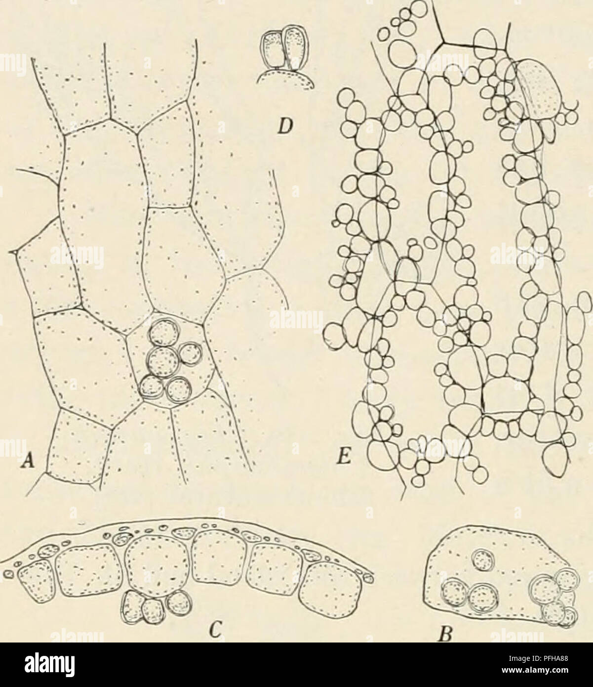 . Dansk botanisk arkiv. Pflanzen, Pflanzen-- Dänemark. 398 Dansk Botanisk Arkiv, Bd. 1, Bl. 3. Nr.1. (Abb. 381). An der Basis der sacs considerebly zu einem fast akute Punktkegel, während ihre Gipfel sind breit gerundet. Die Beutel sind fast zylindrisch, manchmal etwas abgeflacht. Die Mauer ist eher dünn. Es besteht aus einer einzelnen Schicht der großen Zellen, die über ihren schrägen Wänden, durch eine Schicht von kortikale Zellen (Abb. abgedeckt sind. 381 E). Dies sind die größten gerade über den trans-vers Wände des großen Zellen wachsenden kleineren von hier, aus der Mitte des großen Zellen aufgedeckt. Von oben gesehen Stockfoto