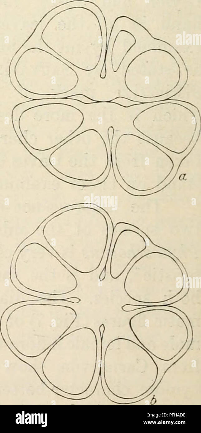 Dansk botanisk arkiv. Pflanzen, Pflanzen-- Dänemark. Abb. 8. Cymodocea  isoetifolia. a, Männliche Blüte; b, Weibliche