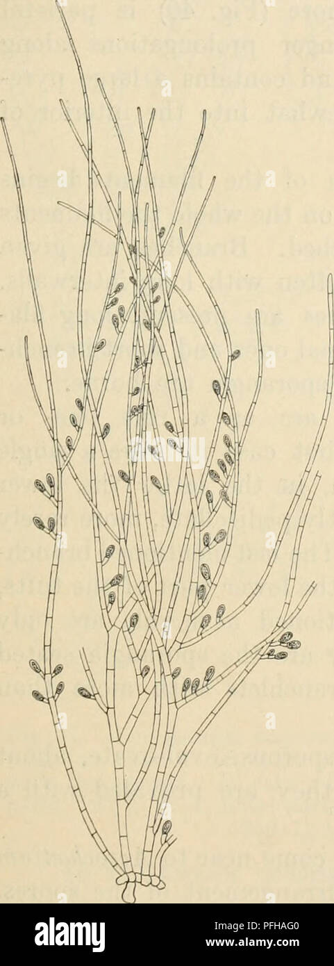 . Dansk botanisk arkiv. Pflanzen, Pflanzen-- Dänemark. Abb. 38 nov. Acrochaetium rohustum spec. Basis einer Anlage. (Ca. 450:1). fluentia, egrediuntur, et sic discum basalem Formant, ex cellulis Brevi-bus, diametro fere aequilongis, pariete crasso compositum. Fila erecta eine Basi ramosa, apicem versus sensim Pau-lum Attenuata, in Parte basali 9-10//Lata, superne Ca. 5 n. Cellulae dricae Cylin - 9-10//latae, Inferiores 15 - 20 Leimholzplatten longae, superiores Ca. 40 [i longae, chromatophorum Parietale, pyrenoide laterali instructum Continentes". Rami, sparsi nonnunquam secun-Dati, ramulis sparsis, uni-, bi-aut Tri Stockfoto